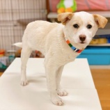 『【犬】かすみちゃん 家族が決まりました』の画像