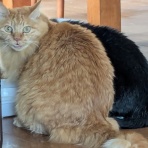 urushizutoぐみ と