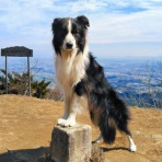 ひろいびと 清掃登山犬達と三重県の山ゴミ拾い清掃活動記録