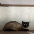 個性派　ブンくんのご紹介