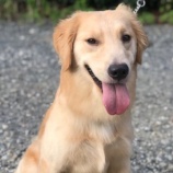 『里親募集中の子たち（犬・猫）』の画像