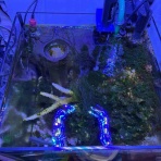 リ楽ックスして海水魚