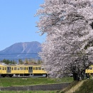 三岐805F西武カラー 保々カーブ桜並木