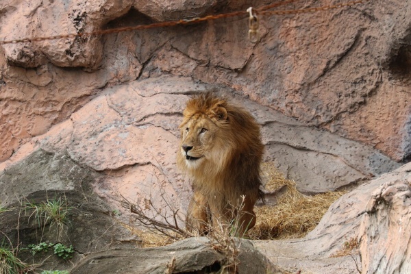 ライオンと旅 東山 ライオン