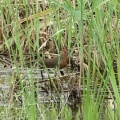 2026年9月4日の野鳥公園