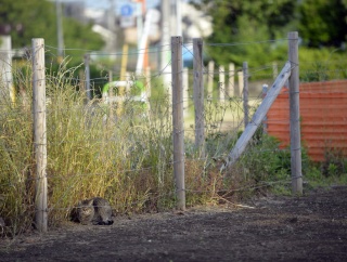 たまお　負けない猫の思い出１