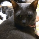 【くつろげない理由？】 2025 猫団子の季節 No.2　～ヒメちゃん 編＿黒猫な日常：クロネコ「黒龍」