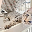 里親さんを待ってる猫たち(1/2)