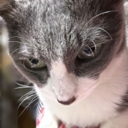 映画「冬のソナタ」を観てきました。