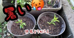 梅雨の晴れ間にやっておく。