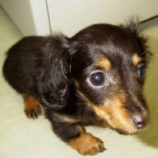 『かわいい子犬たち』の画像