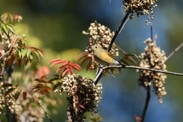 Uyanのフィールドノート 野鳥と木の実