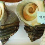 『国東の食環境（465）サザエ』の画像