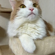 人間には見えないが猫には見えるものがある！？