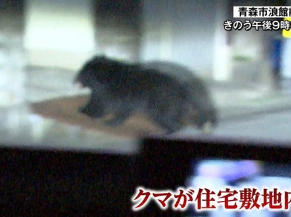 「本当にどうにかして」住宅敷地内にクマ侵入…青森市中心部で目撃相次ぎ「緊急銃猟」移行も検討