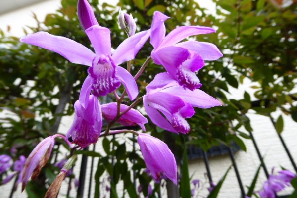 写真俳句ブログ チーさん 初心者 17年05月