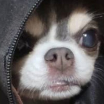 もぐり犬