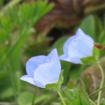 写　遊　隻手音声