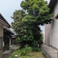 樹高下げ　いなべ市M様邸（ネット依頼）