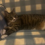 ドレミの日記　～no cat no life. I am a widow.～