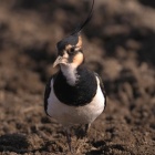 『投稿：BORG107FLによる野鳥～タゲリ・タヒバリ・ホシムクドリと撮影機材　2023/01/21』の画像