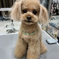 タイニープードル SC カインズ沼津店 兼子