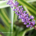 ヤブラン開花