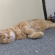 猫に監禁されてる