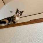 銃🐈‍⬛猫たちと家族の記録