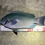 三浦半島週末磯釣りのブログblog