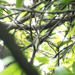 鳥写真マンガ