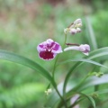 ウチョウラン　初花　華美系