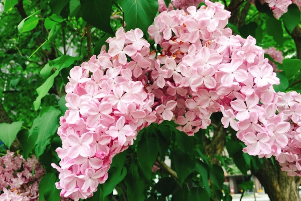 乳がんとともに北海道で暮らす