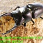 ブリーディングブログ