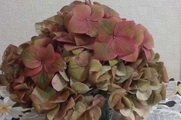 紫陽花の旬は秋 日々微笑みを