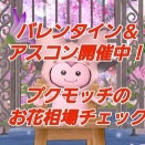 バレンタイン＆アスコン開催中！プクモッチのお花相場チェック