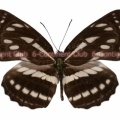 コミスジ♂ (ラオス) Neptis sappho astola