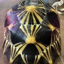 綺麗なホウシャ♂入荷してます