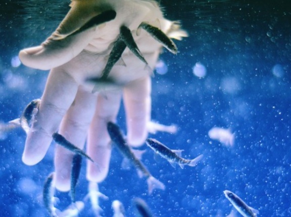 『ファボーレ』が水族館に！？サメやカブトガニに触れる！？ワークショップも！『大あそべ～る水族館』開催。4月25日、26日。