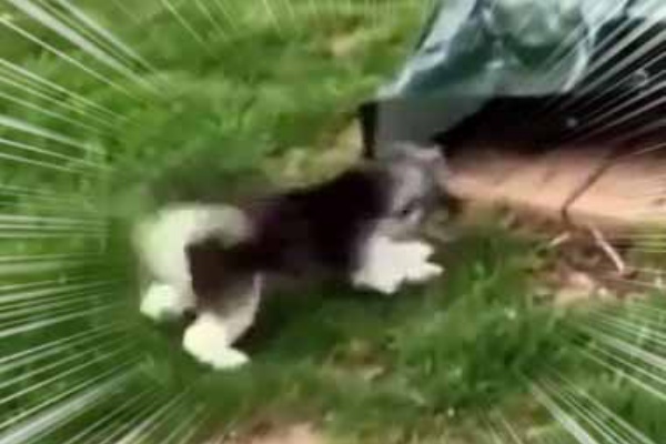 猫の動画 ねこわん 真似 猫の動画 ねこわん 真似