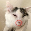 ハ〜ナクソ王子〜♪