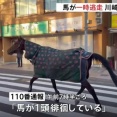 明治大学で飼育してる馬が脱走… 路上をしばらく徘徊し自ら戻る🐴