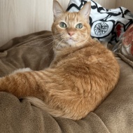 猫が慢性腎臓病ステージ3と言われたのに数値が正常に戻った話【前編】