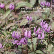 【春の森】これまでで一番早く始まった舞踏会！