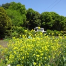 【川口市】神根地区で桜を見ながら自転車散歩（前編）