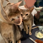 暑いのか…寒いのか…悩ましい日のカレー鍋の夜ごはん