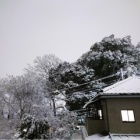 『既に雪化粧な感じ･･･』の画像