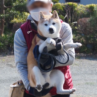 湘南凸凹柴WAN日記