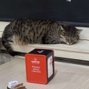 野良猫が太ってる町はいい町。サルバトールがお偉いさんの友人に紹介した女性は…