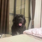 バーニーズのジョンとわんこの里親探し
